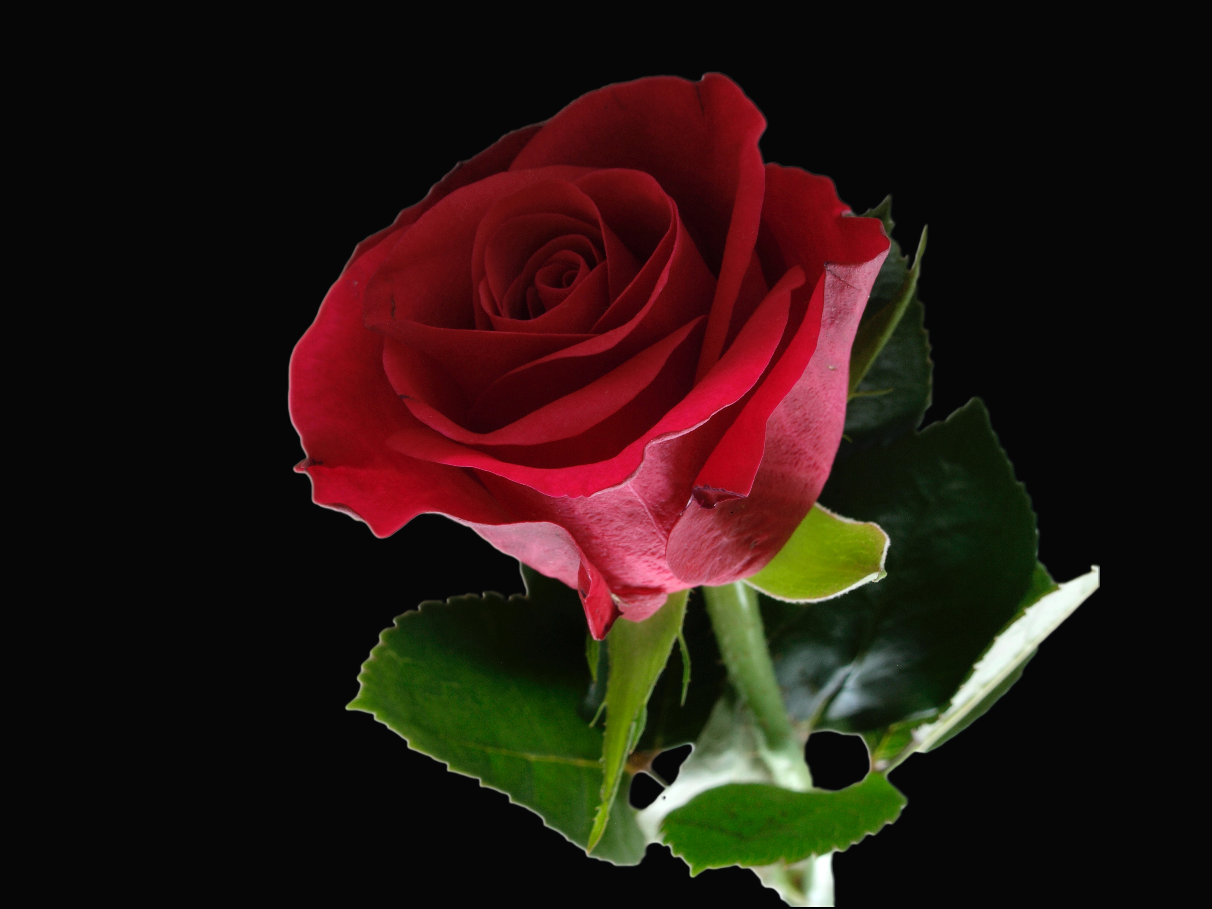 Blumen